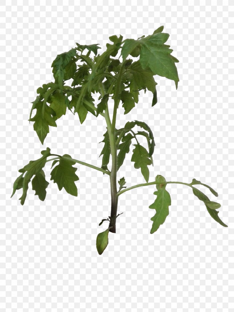 Plant Leaf Vegetable Bush Tomato Tree Cherry Tomato, PNG, 1600x2133px, Plant, Arugula, Branch, Bush Tomato, Cherry Tomato Download Free