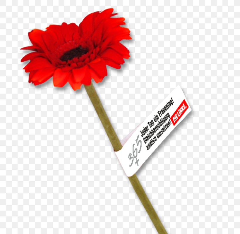 Social Equality Society Paper Transvaal Daisy The Left, PNG, 800x800px, Social Equality, Cut Flowers, Daisy Family, Democracy, Flower Download Free
