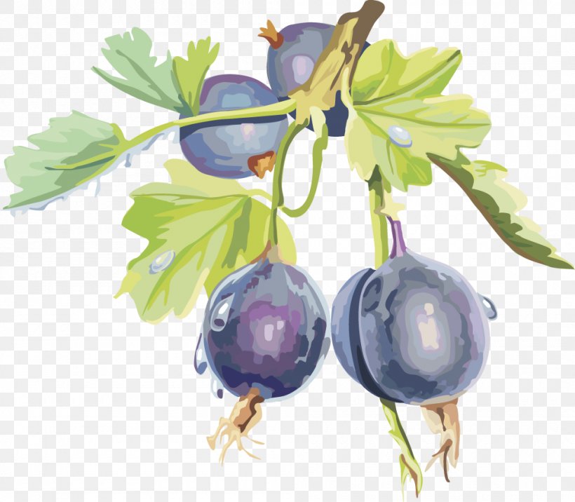 Gooseberry Frutti Di Bosco Bilberry Blueberry Blackcurrant, PNG, 1000x874px, Gooseberry, Auglis, Berry, Bilberry, Blackberry Download Free
