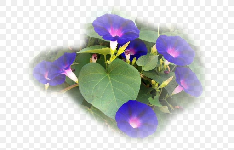 Morning-glories Annual Plant Petal Morning Glory Flowerpot, PNG, 672x526px, Annual Plant, Blue, Family, Flower, Flowering Plant Download Free