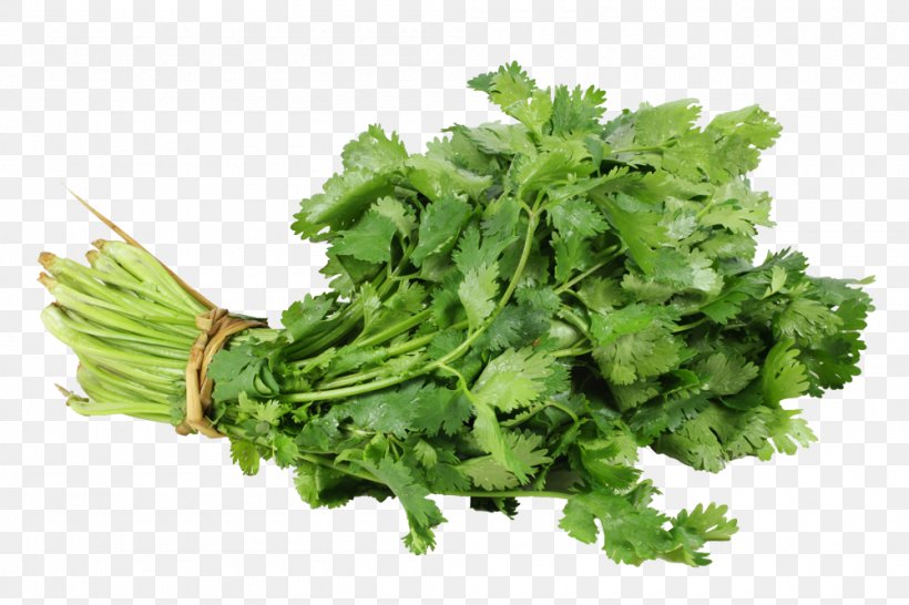 Vegetable Fruit Mercados Fruver Cultivo De Hortalizas Coriander, PNG, 1000x667px, Vegetable, Coriander, Culantro, Daucus Carota, Food Download Free