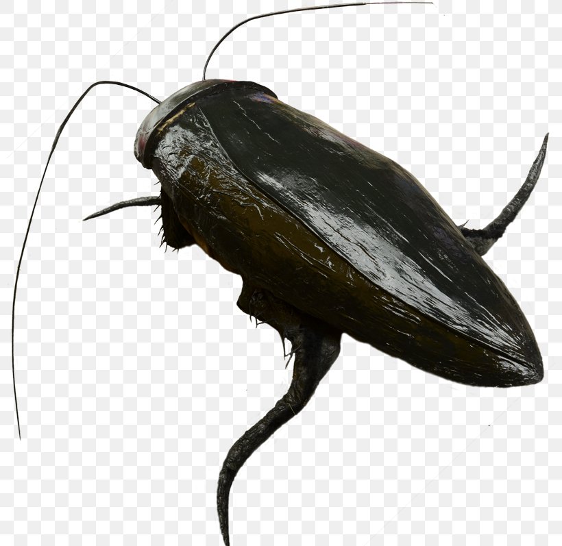 Cockroach Beetle Terrestrial Animal Insect, PNG, 800x797px, Cockroach, Animal, Arthropod, Beetle, Fauna Download Free