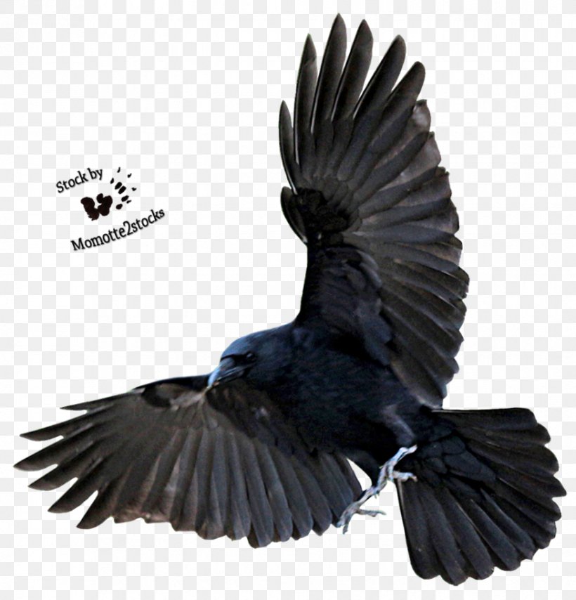 American Crow Bird Flight Common Raven, PNG, 876x913px, American Crow, Art, Beak, Bird, Common Raven Download Free