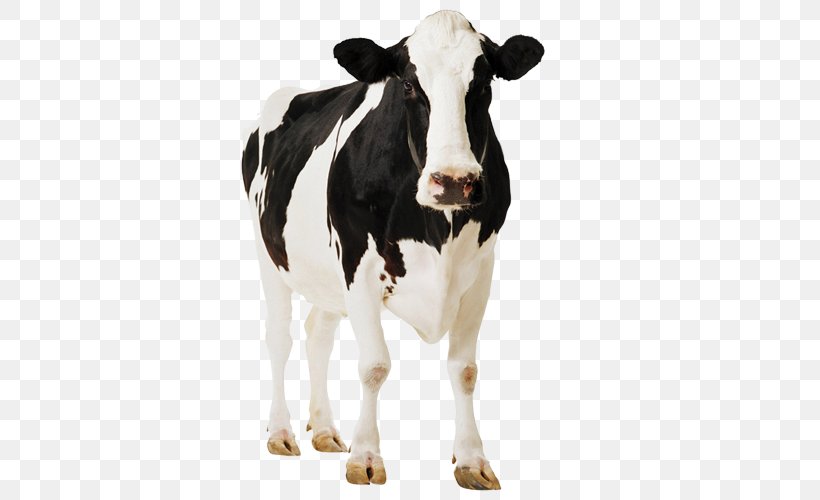 Cow Background, PNG, 500x500px, Holstein Friesian Cattle, Animal Figure, Beef Cattle, Bovine, British White Cattle Download Free