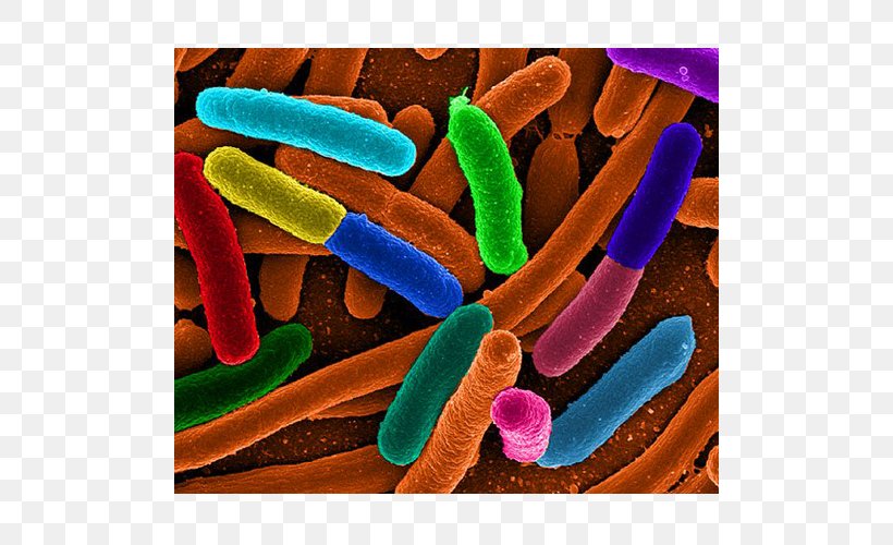 2011 Germany E. Coli O104:H4 Outbreak Bacteria Escherichia Coli Infections Shigatoxigenic And Verotoxigenic Escherichia Coli, PNG, 500x500px, E Coli, Anaerobic Organism, Anaerobic Respiration, Bacteria, Bacteriuria Download Free