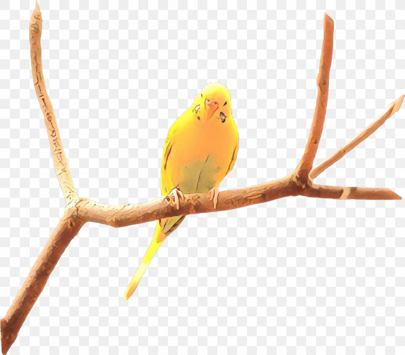 Bird Beak Branch Budgie Atlantic Canary, PNG, 1097x961px, Bird, Atlantic Canary, Beak, Branch, Budgie Download Free