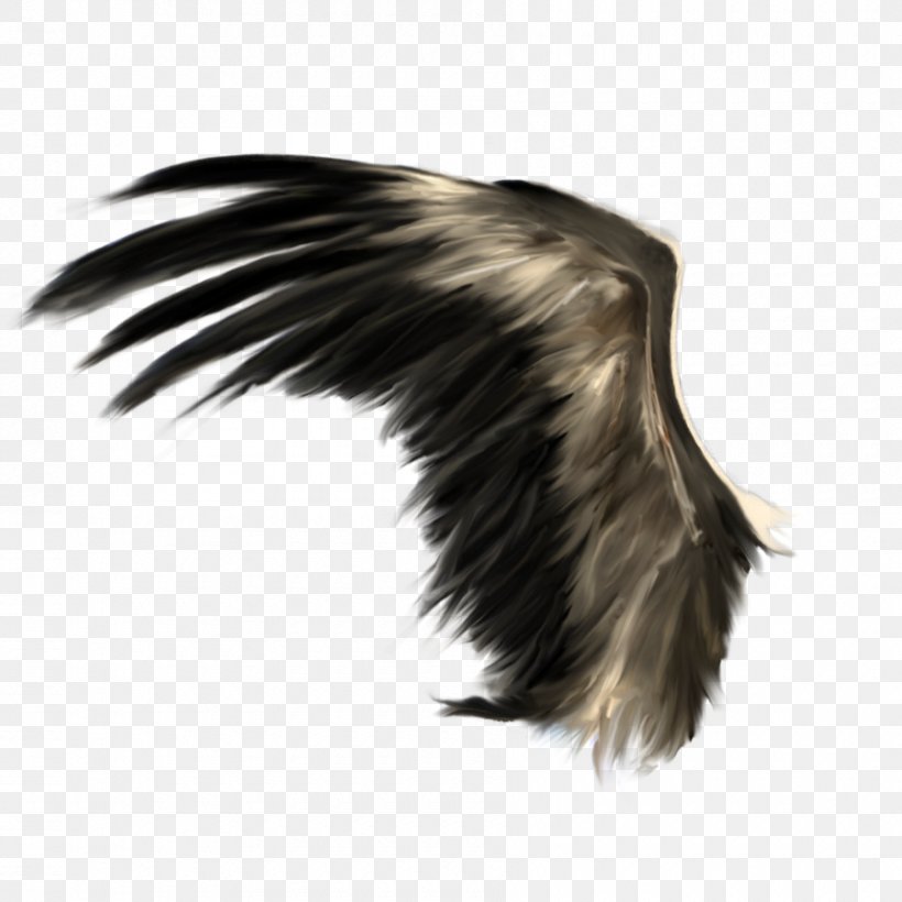 Buffalo Wing Icon, PNG, 900x900px, Buffalo Wing, Beak, Feather, Fur, Information Download Free