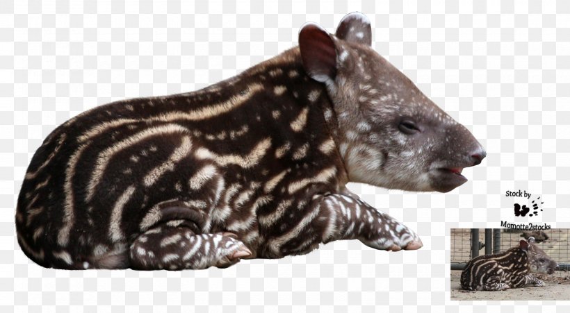 DeviantArt Tapir, PNG, 1600x881px, Art, Decorative Arts, Deviantart, Fauna, Mammal Download Free