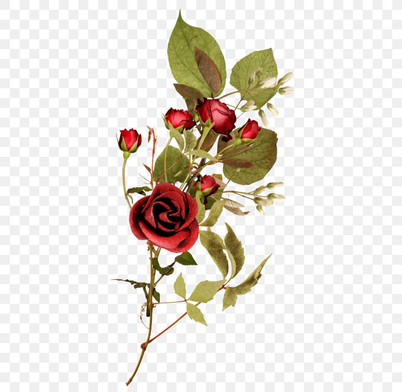 Flower Garden Roses Clip Art, PNG, 431x800px, Flower, Artificial Flower, Cut Flowers, Flora, Floral Design Download Free