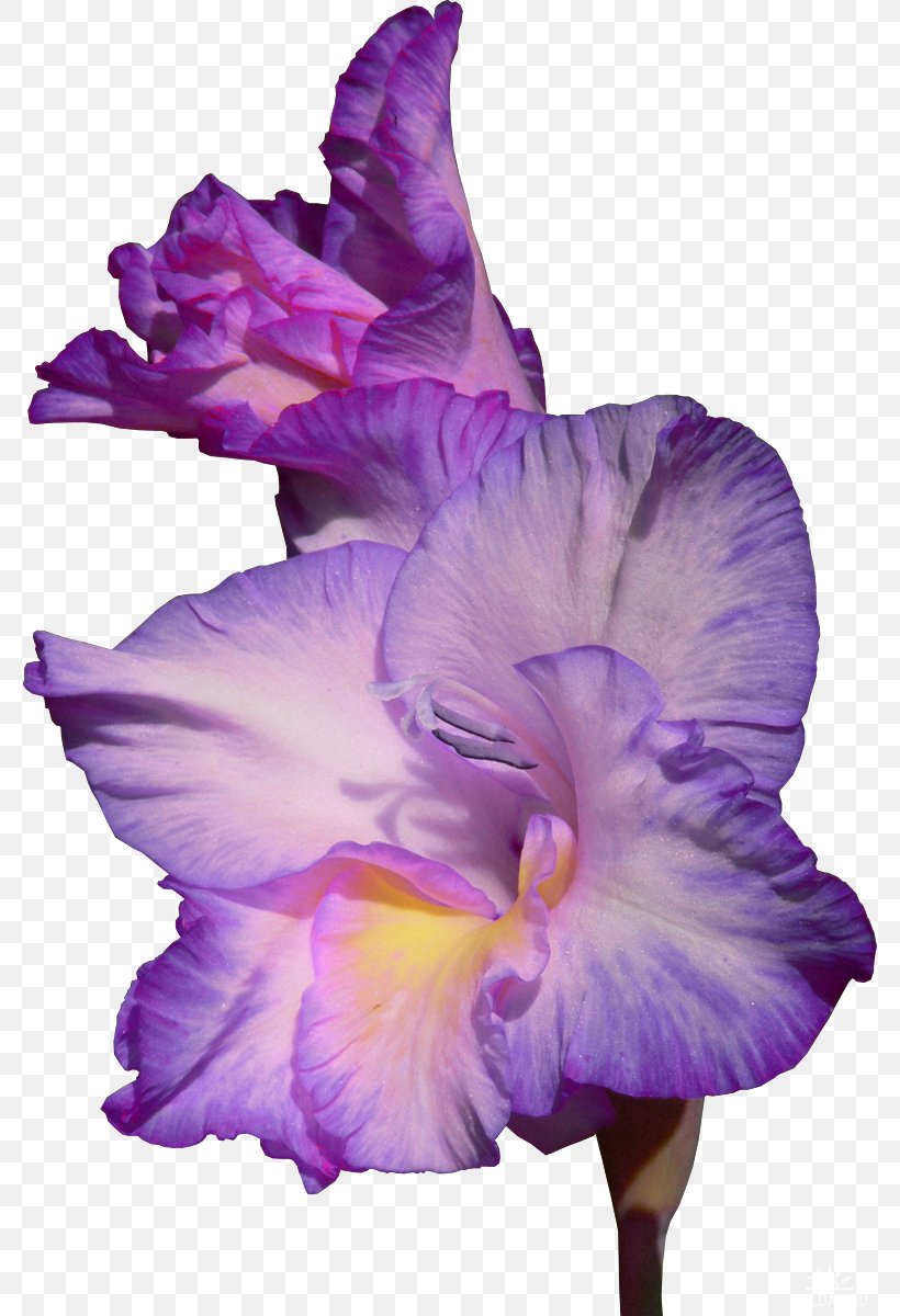 free clipart flower gladiolas