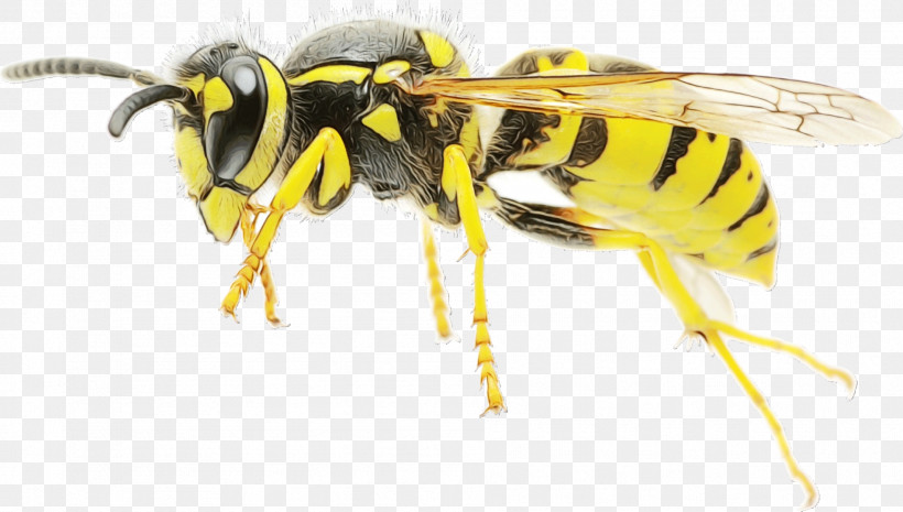 Honey Bee Wasp Mosquito Bees Ant, PNG, 1901x1080px, Watercolor, Ant, Bees, Enterprise, Fly Download Free