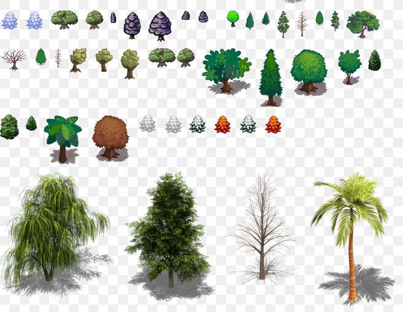 Ecosystem Conifers Tree Evergreen Biome, PNG, 2048x1587px, Ecosystem, Biome, Branch, Conifer, Conifers Download Free