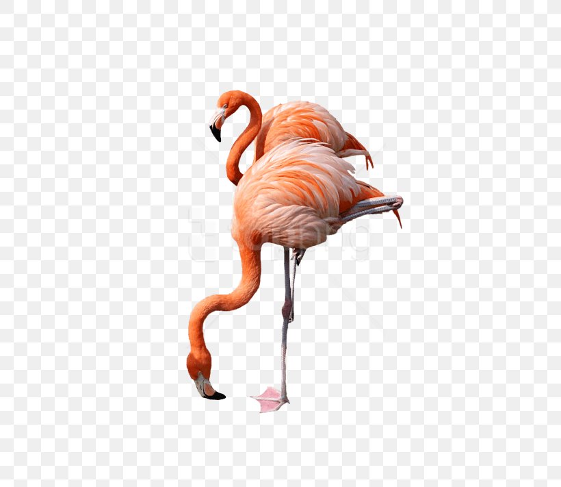 Flamingo Cartoon, PNG, 480x711px, Flamingo, Beak, Bird, Greater Flamingo, Water Bird Download Free