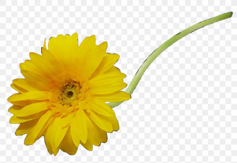 Flowers Background, PNG, 974x671px, Transvaal Daisy, Barberton Daisy, Calendula, Cut Flowers, Daisy Family Download Free