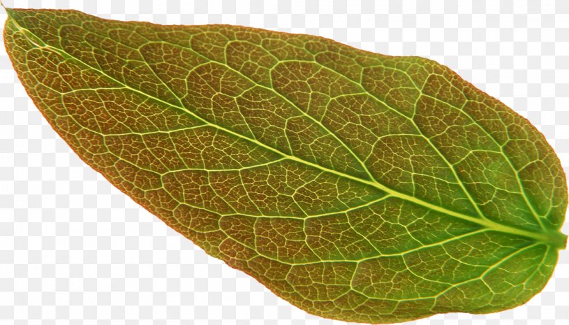 Leaf Malus Spectabilis Art, PNG, 1143x653px, Leaf, Art, Begonia, Begonia Grandis, Creative Work Download Free