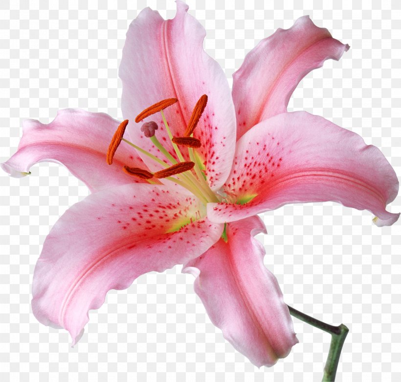 Lilium Candidum Flower Desktop Wallpaper Lilium 'Stargazer' Stock Photography, PNG, 2144x2041px, Lilium Candidum, Color, Cut Flowers, Daylily, Flower Download Free