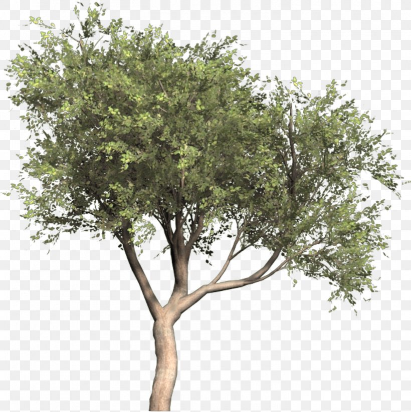 Olive Tree Image Olea Oleaster, PNG, 1466x1472px, Olive, Architecture, Branch, Drawing, Evergreen Download Free