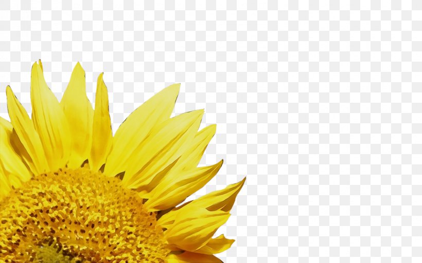 Sunflower, PNG, 1600x1000px, Watercolor, Daisy Family, Flower, Flowering Plant, Paint Download Free