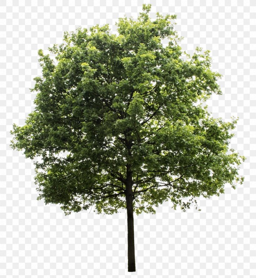 Quercus Suber Tree Clip Art, PNG, 944x1024px, Quercus Suber, Branch, Computer Software, Forest, Norway Maple Download Free
