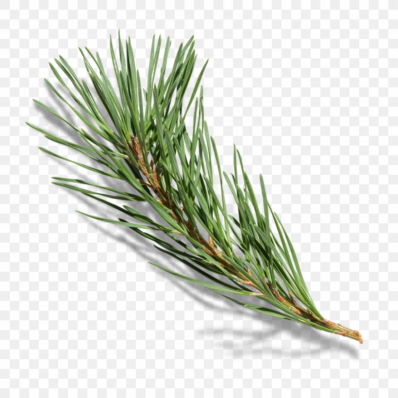 Branch Pine Tree, PNG, 900x900px, Branch, Christmas, Christmas Tree, Conifer, Grass Download Free
