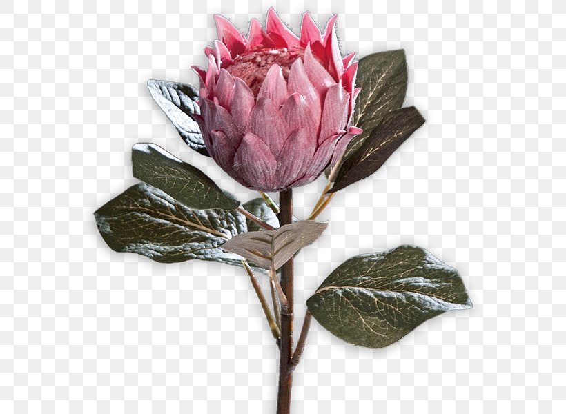 Cabbage Rose Cut Flowers Sugarbushes Petal Bud, PNG, 600x600px, Cabbage Rose, Bud, Cut Flowers, Flower, Flowering Plant Download Free