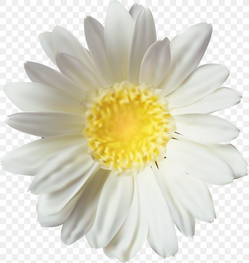 Chrysanthemum Oxeye Daisy, PNG, 985x1044px, Chrysanthemum, Argyranthemum Frutescens, Aster, Chemical Element, Chrysanths Download Free