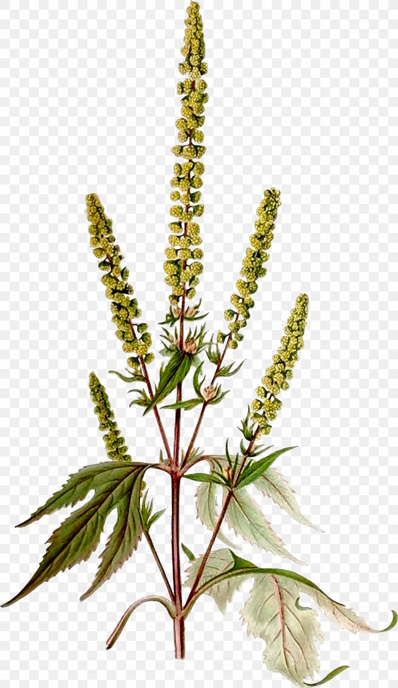 Giant Ragweed Western Ragweed Annual Plant Flower, PNG, 1388x2400px, Weed, Allergen, Annual Plant, Daisy Family, Flower Download Free