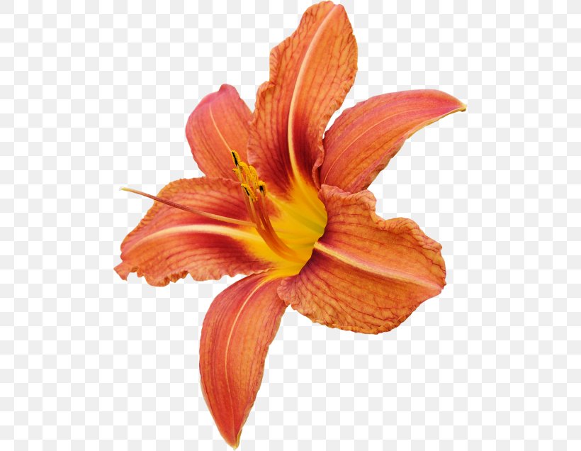Lilium Bulbiferum Flower Clip Art, PNG, 500x636px, Lilium Bulbiferum, Amaryllis, Amaryllis Belladonna, Cut Flowers, Daylily Download Free