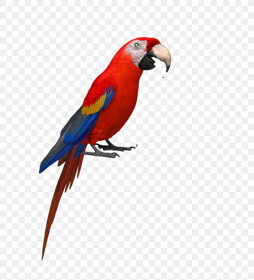 Budgerigar Amazon Parrot Bird Parakeet, PNG, 1984x2189px, Budgerigar, Amazon Parrot, Animal, Beak, Bird Download Free