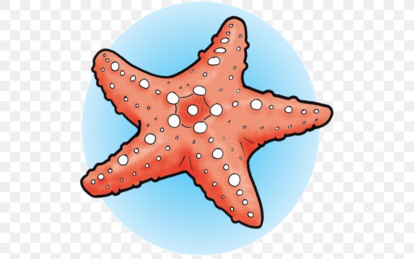 Marine Invertebrates Starfish Marine Biology Echinoderm, PNG, 512x512px, Invertebrate, Animal, Biology, Echinoderm, Fish Download Free