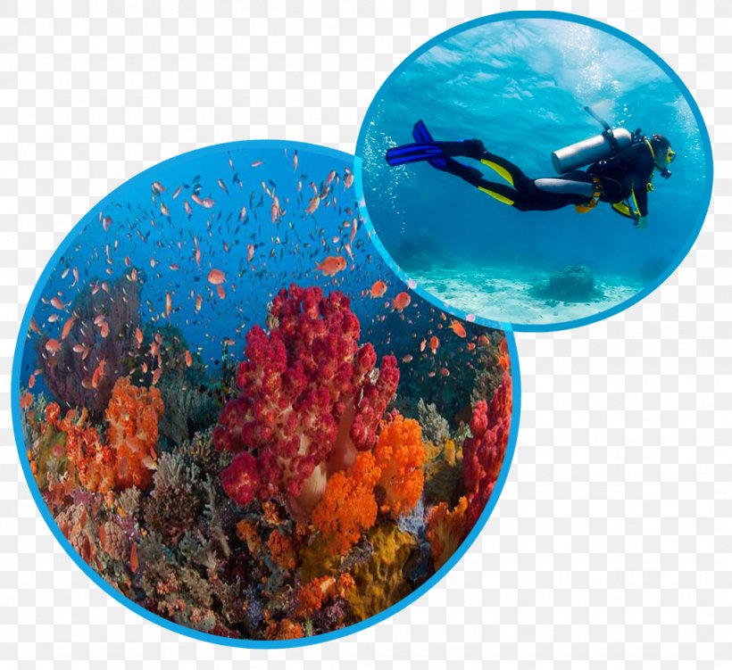 Sanur, Bali Underwater Diving Scuba Diving Ocean Gravity Bali Dive School, PNG, 1024x938px, Sanur Bali, Bali, Coral, Coral Reef, Coral Reef Fish Download Free