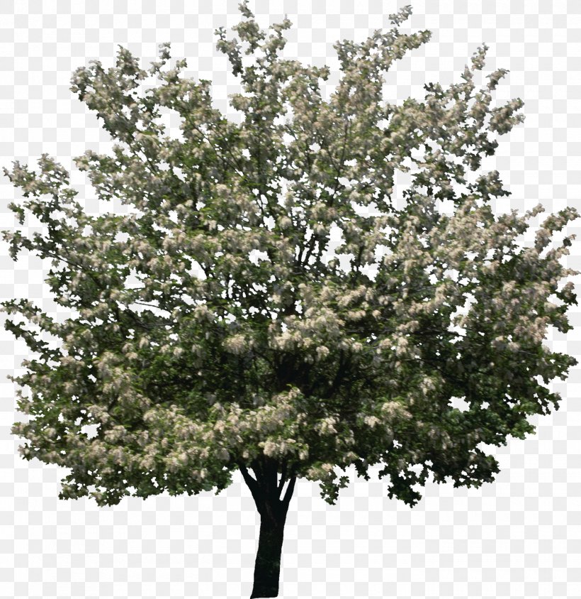 Shrub Branching, PNG, 1420x1462px, Shrub, Branch, Branching, Plant, Tree Download Free