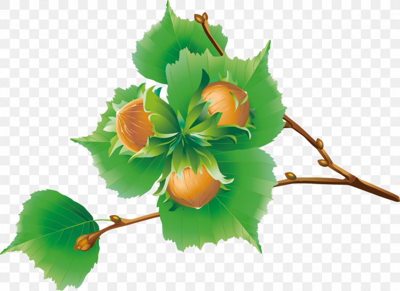 Sweet Chestnut Hazelnut Clip Art, PNG, 1280x935px, Sweet Chestnut, Branch, Chestnut, Flower, Flowering Plant Download Free