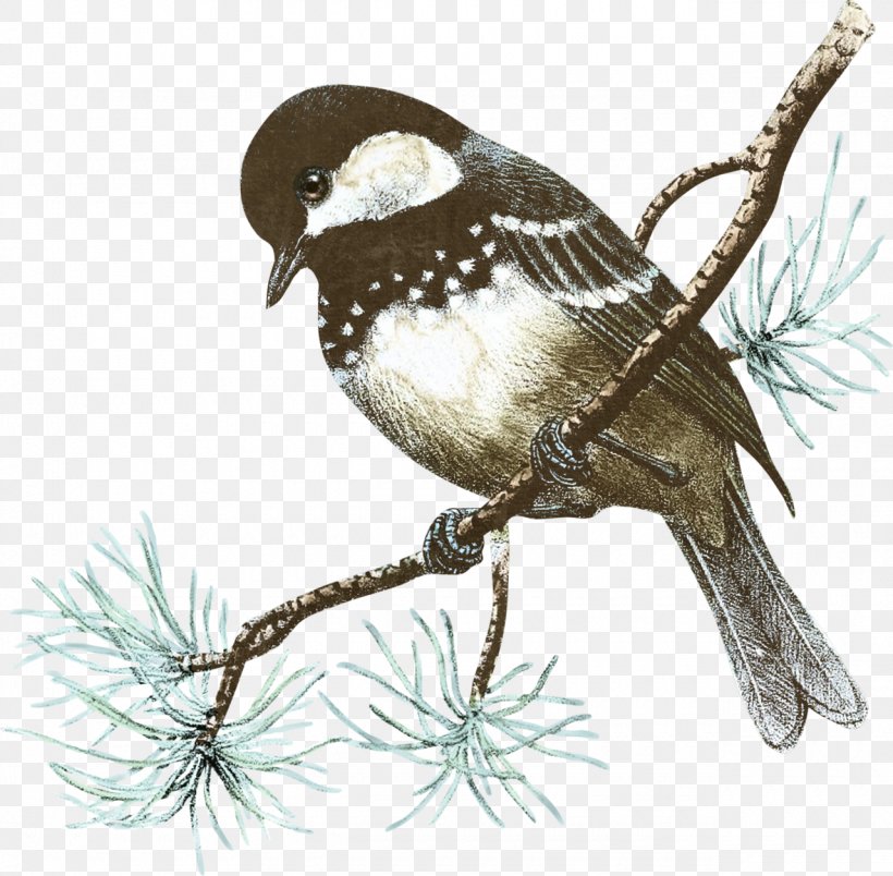 Bird House Sparrow Clip Art, PNG, 1280x1256px, Bird, American Sparrows, Beak, Branch, Centerblog Download Free