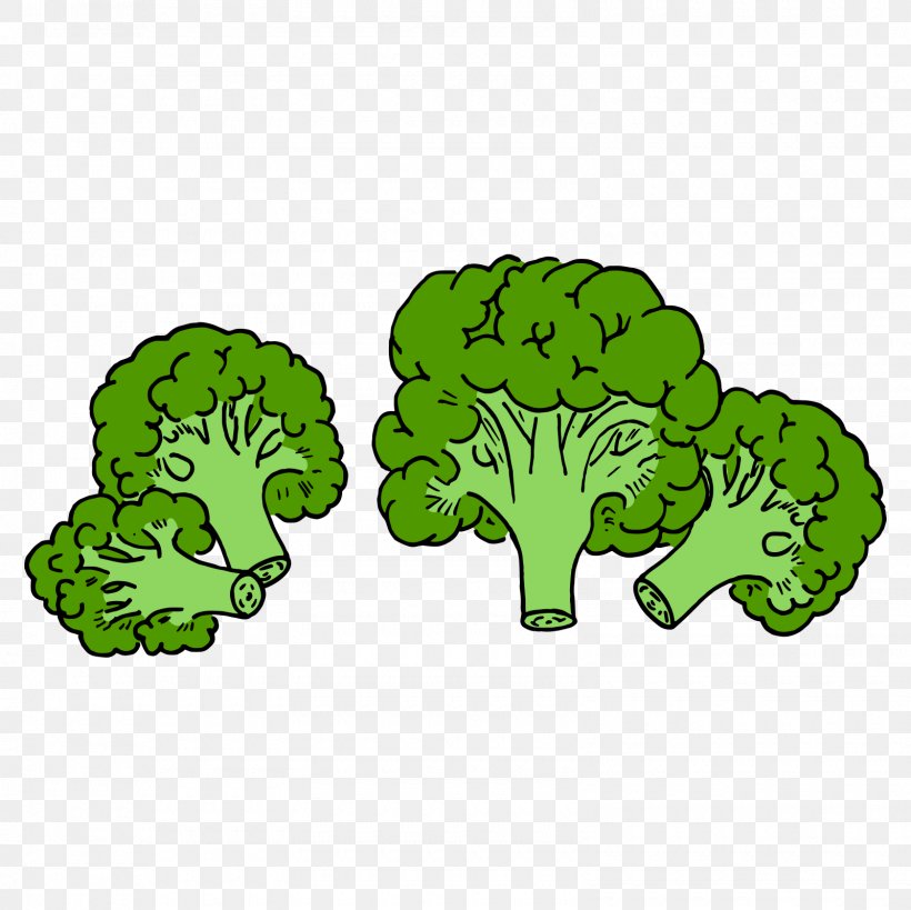Broccoli Vegetable, PNG, 1600x1600px, Broccoli, Broccoflower, Cauliflower, Drawing, Fruit Download Free
