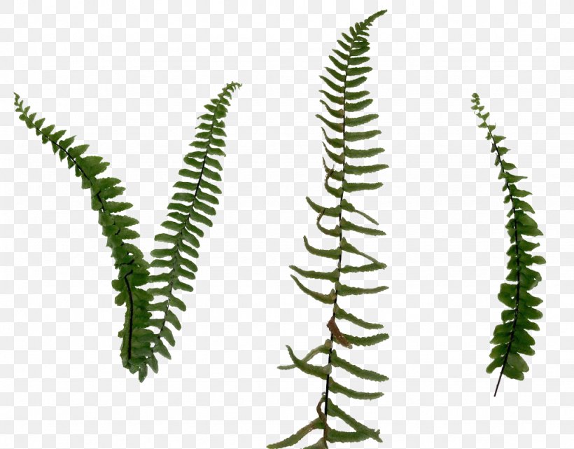 Fern Leaf, PNG, 1024x801px, Fern, Cannabaceae, Digital Image, Frond, Grass Download Free