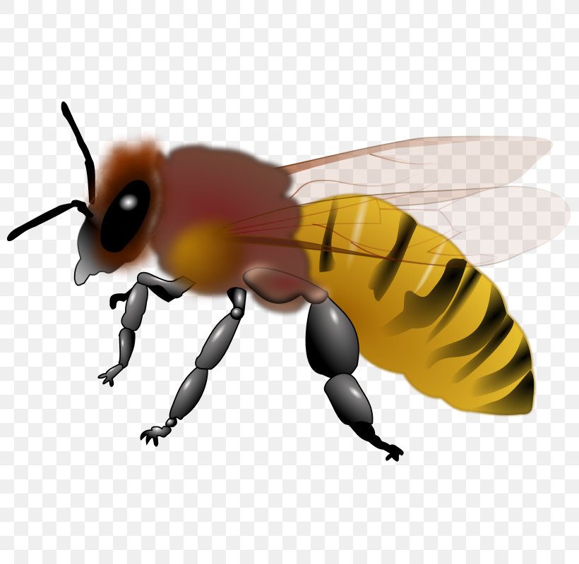 Honey Bee Maya Clip Art, PNG, 800x800px, Bee, Arthropod, Bee Free Honee, Beehive, Bumblebee Download Free