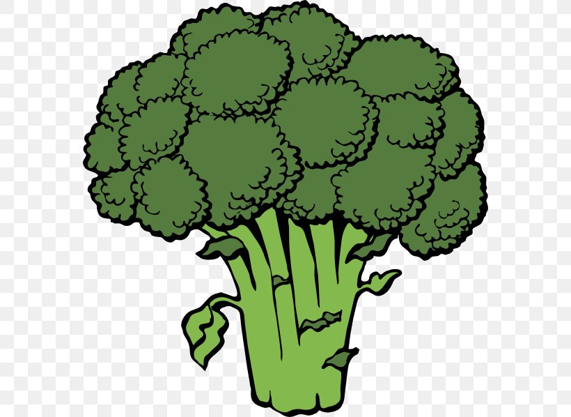 Broccoli Slaw Vegetable Clip Art, PNG, 582x598px, Broccoli Slaw, Broccoli, Cauliflower, Cooking, Drawing Download Free