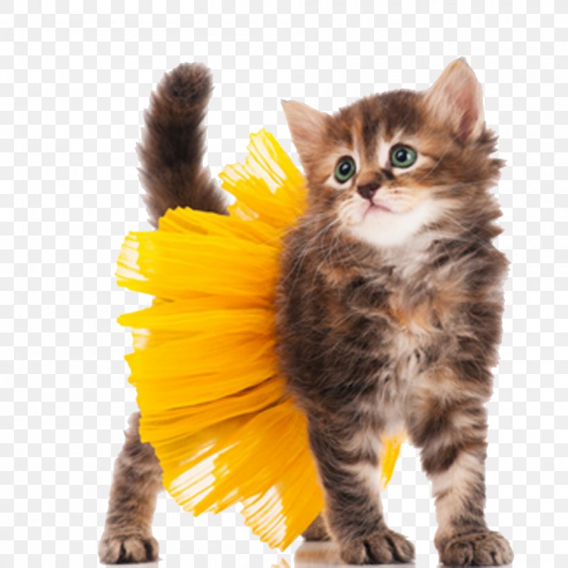 Cat Kitten Dog Halloween Costume, PNG, 1000x1000px, Cat, American Shorthair, American Wirehair, Black Cat, California Spangled Download Free