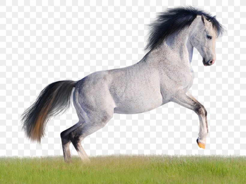 Mustang American Quarter Horse Arabian Horse Andalusian Horse Desktop Wallpaper, PNG, 1855x1393px, 4k Resolution, Mustang, American Quarter Horse, Andalusian Horse, Arabian Horse Download Free
