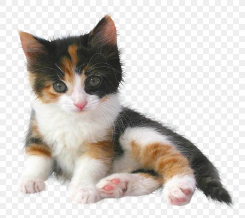Persian Cat Kitten Dog Popular Cat Names Pet, PNG, 1024x912px, Persian Cat, Aegean Cat, American Wirehair, Animal, Big Cat Download Free