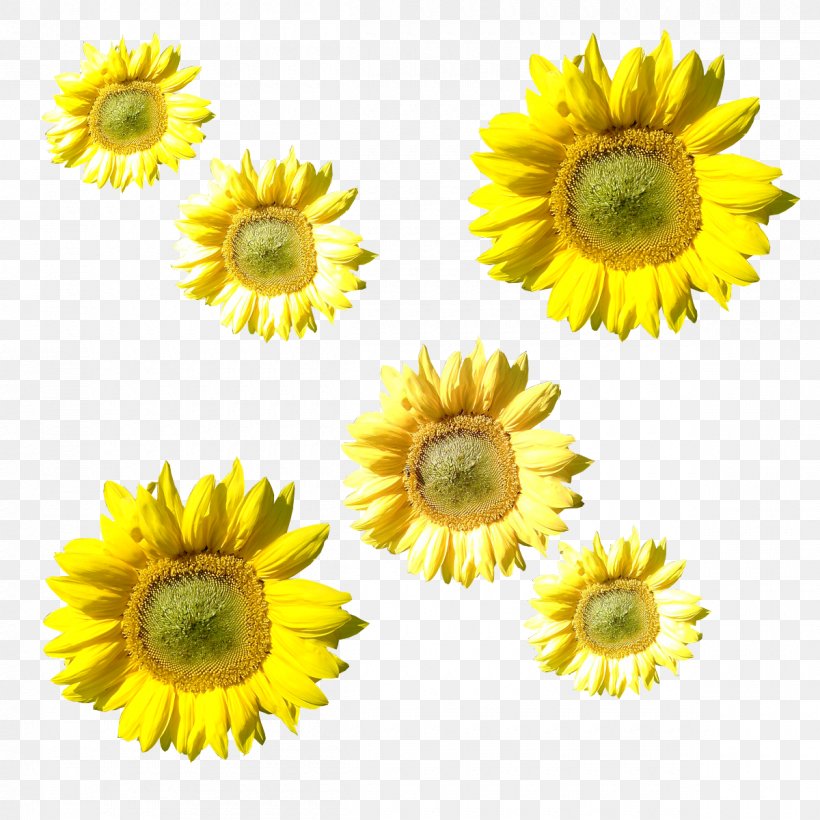 Sunflower M Petal, PNG, 1200x1200px, Sunflower M, Daisy Family, Flower, Flowering Plant, Petal Download Free