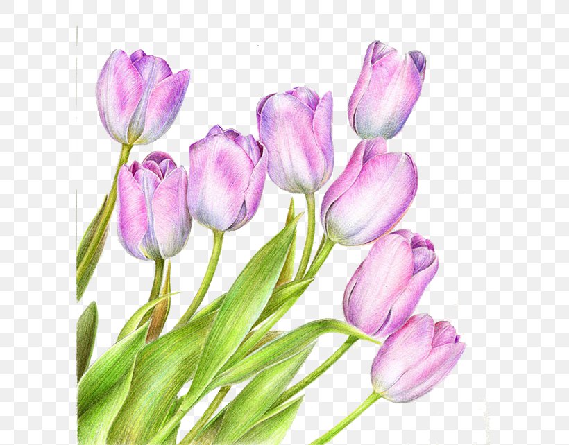 Tulip Pink Purple, PNG, 600x642px, Tulip, Bud, Color, Crocus, Cut Flowers Download Free
