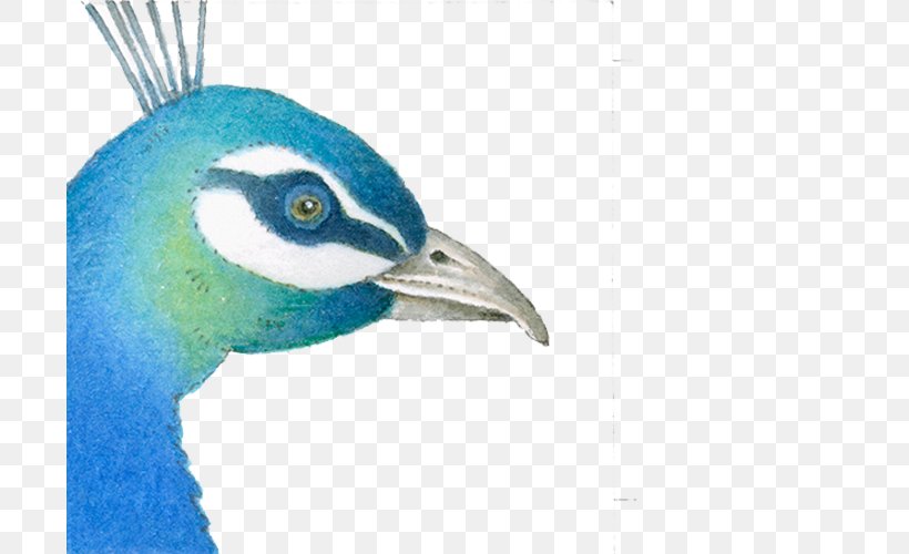 Blue Peacock, PNG, 700x500px, Asiatic Peafowl, Animal, Beak, Bird, Drawing Download Free