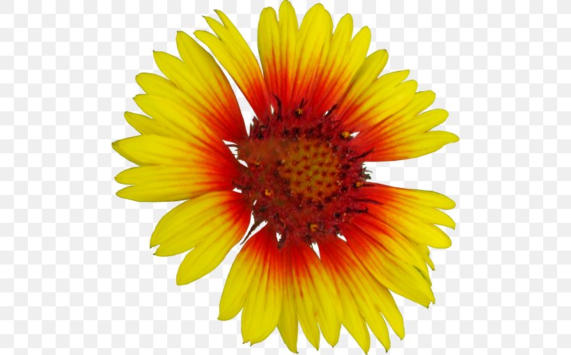 Common Sunflower Stock Photography Getty Images, PNG, 500x510px, Common Sunflower, Annual Plant, Aster, Blanket Flowers, Company Download Free