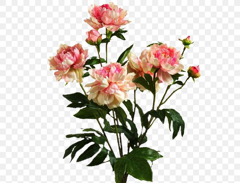 Garden Roses Naver Blog Cut Flowers, PNG, 708x626px, Garden Roses, Annual Plant, Blog, Collagen, Cut Flowers Download Free