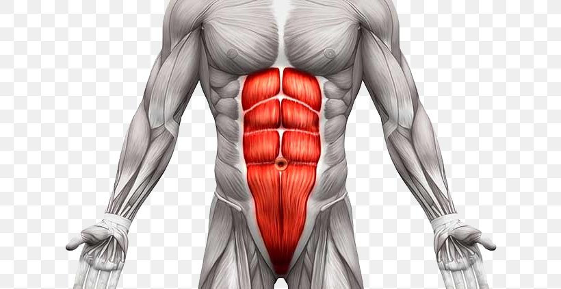 Rectus Abdominis Muscle Transverse Abdominal Muscle Abdominal External Oblique Muscle Human Body, PNG, 730x422px, Watercolor, Cartoon, Flower, Frame, Heart Download Free