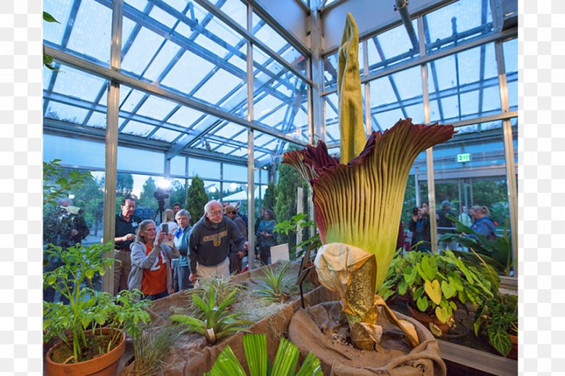 Flower Titan Arum Botanical Garden Botany, PNG, 900x600px, Flower, Arums, Botanical Garden, Botany, Bud Download Free