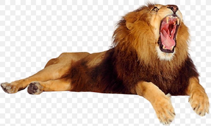 Lion Roar Cat, PNG, 975x582px, Lion, Animal, Big Cat, Big Cats, Carnivoran Download Free