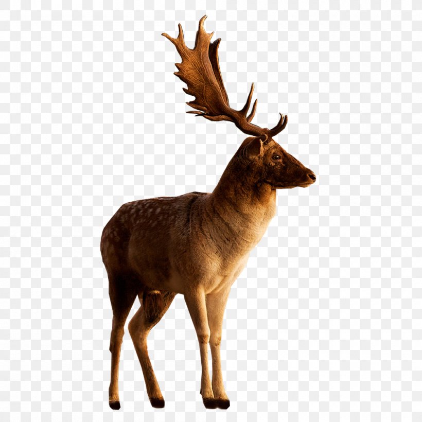 Reindeer Moose, PNG, 1000x1000px, Reindeer, Antler, Capreolinae, Chital, Deer Download Free